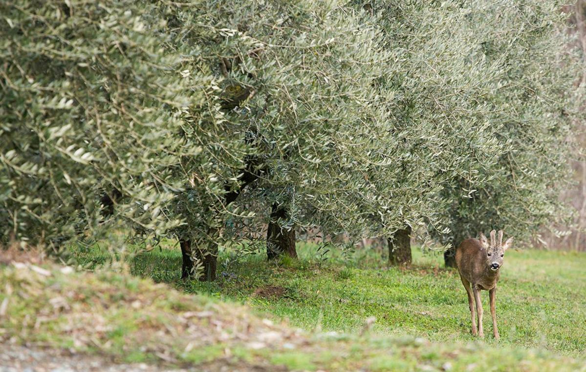 La Casa Di Chianni La Pieve 2 Villa Exteriör bild